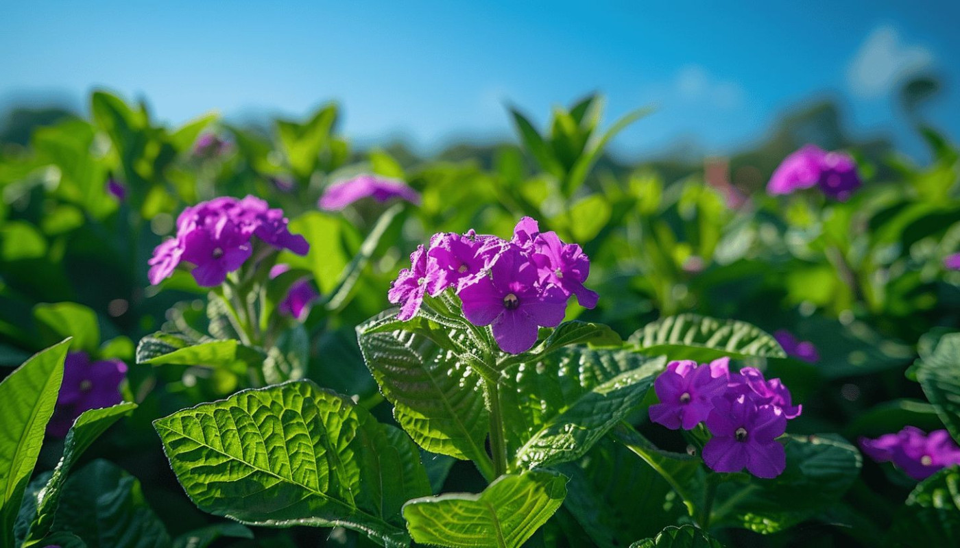 Guide complet pour la multiplication des hortensias par bouturage